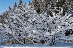 Winter - der nächste kommt bestimmt