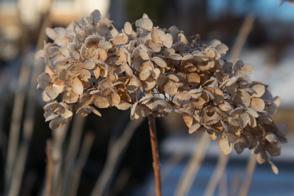 Winter der olle Künstler