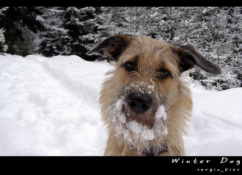 Winter Dog