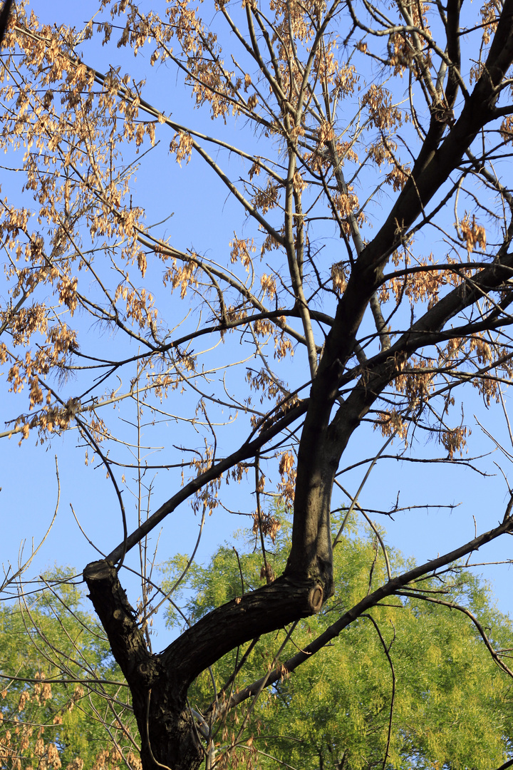 winter dry tree