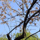 winter dry tree