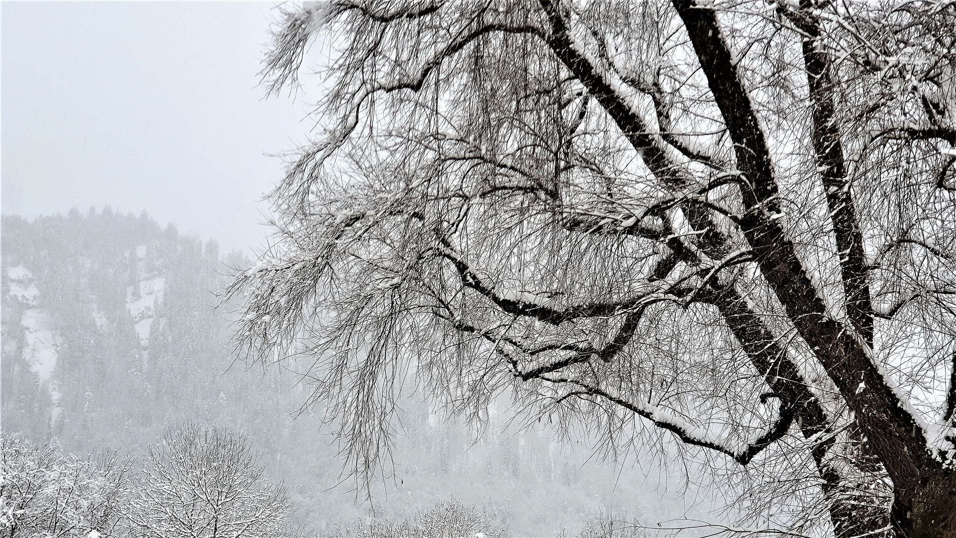 Winter, durchsichtig filigran