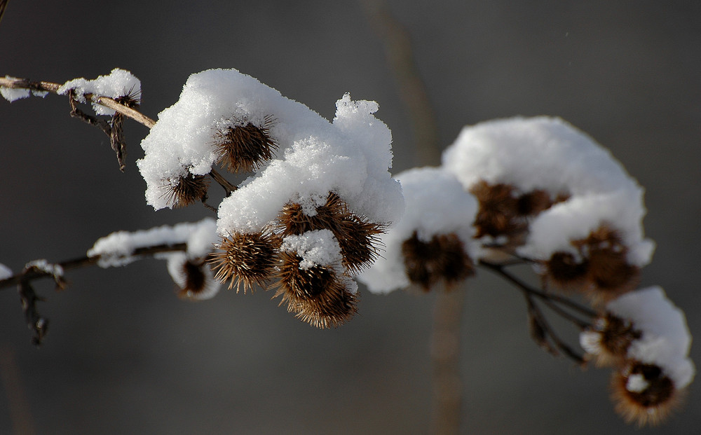 ,,,,,Winter ,,,