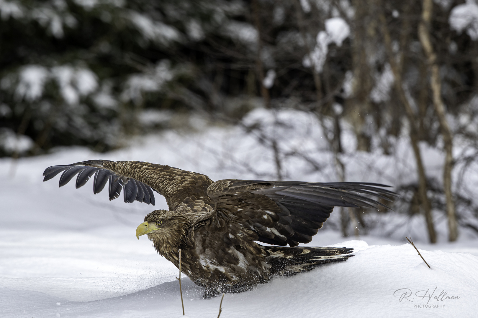 Winter Eagle