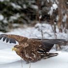 Winter Eagle