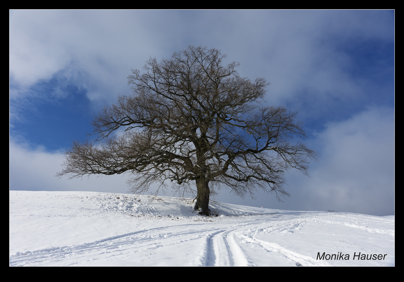 Winter Eiche