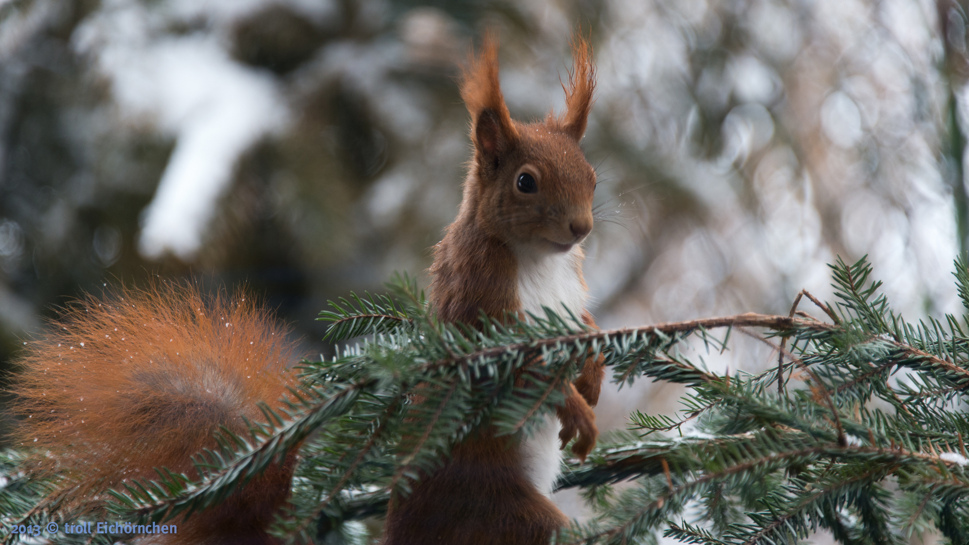 Winter Eichhörnchen