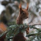 Winter Eichhörnchen