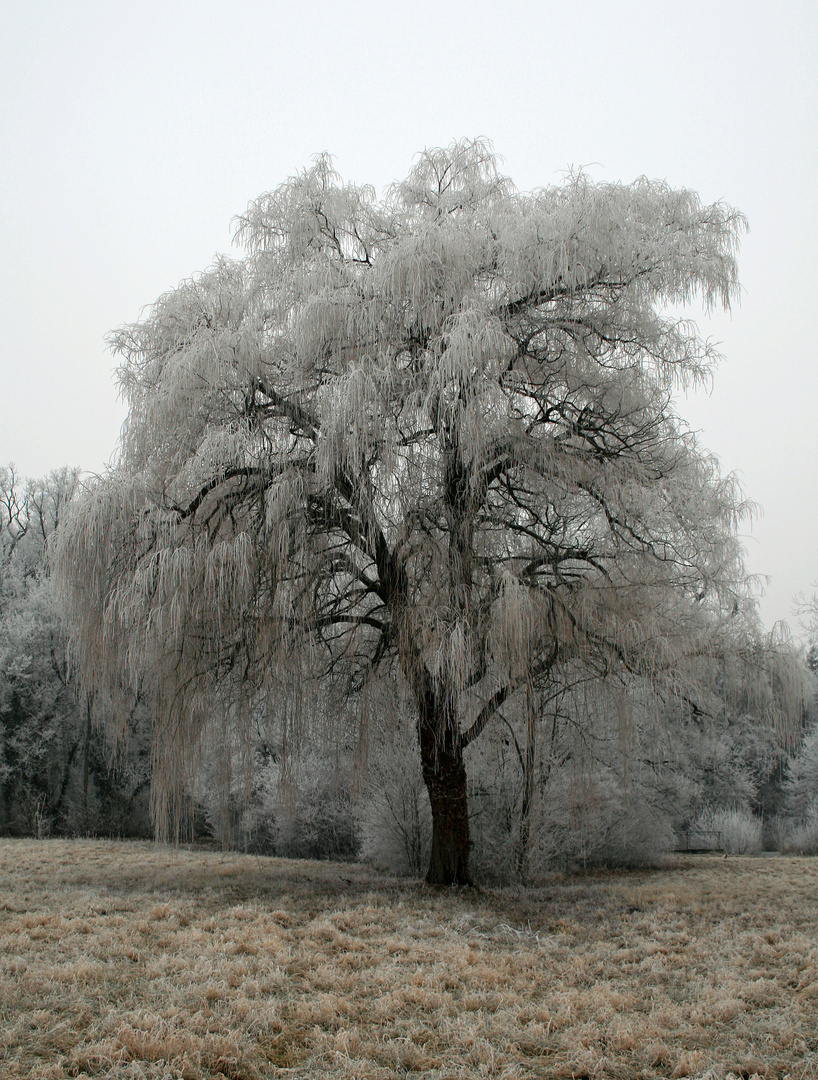 Winter  "Eisbaum"