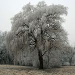 Winter  "Eisbaum"