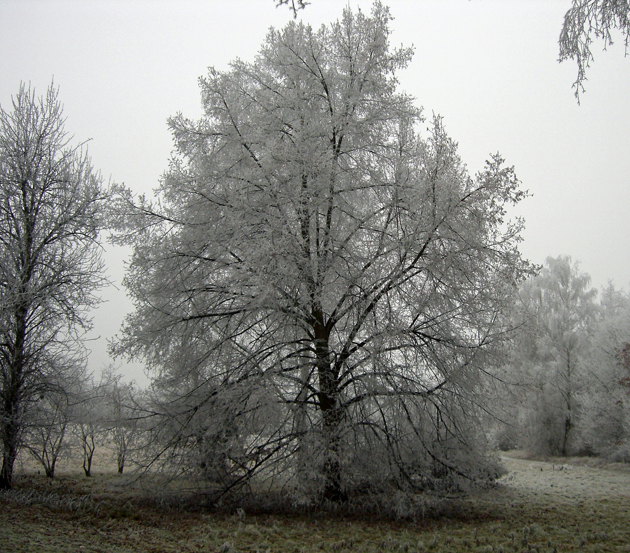 Winter "Eisbaum_2"