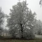 Winter "Eisbaum_2"