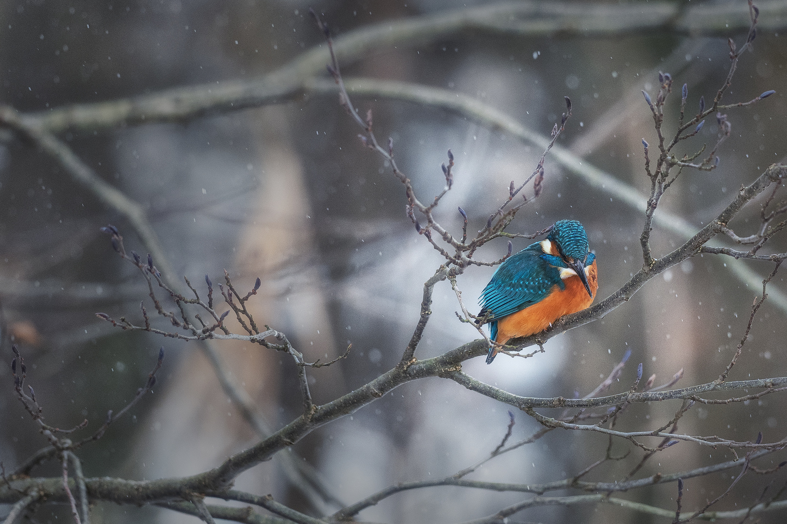 Winter + Eisvogel