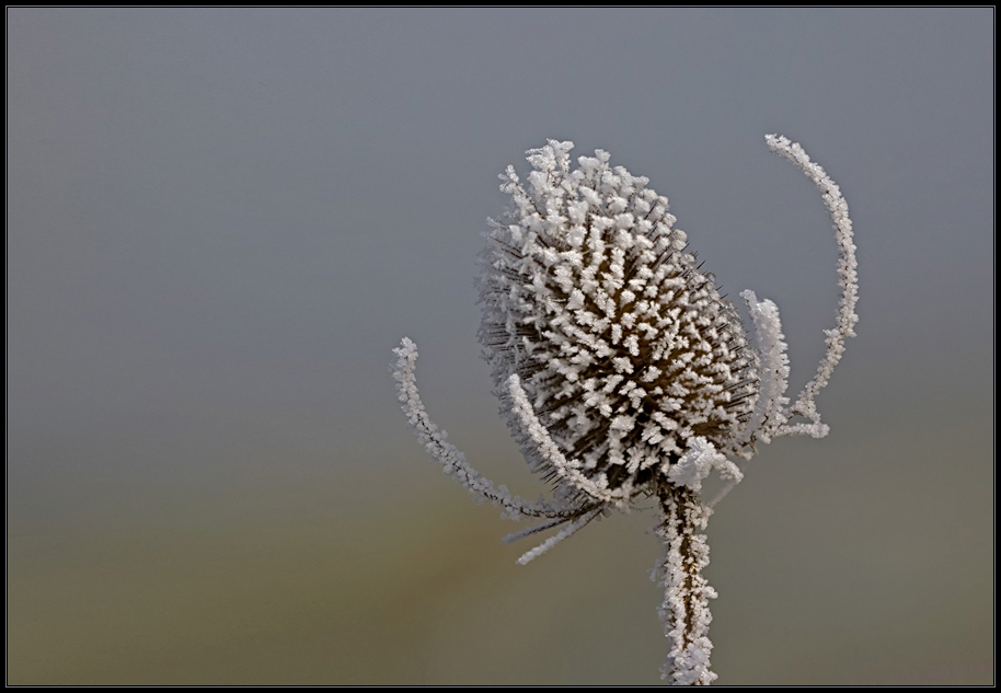 Winter-Eleganz am Wegrand (II)