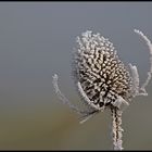 Winter-Eleganz am Wegrand (II)