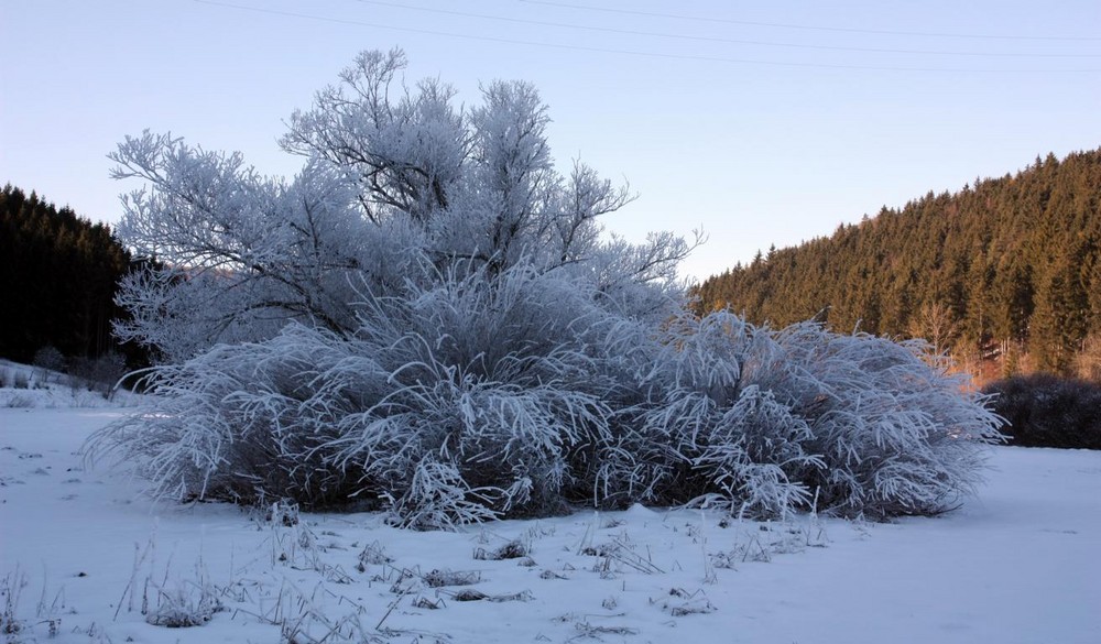 Winter .... er weiß nicht was er will