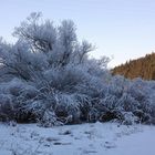 Winter .... er weiß nicht was er will