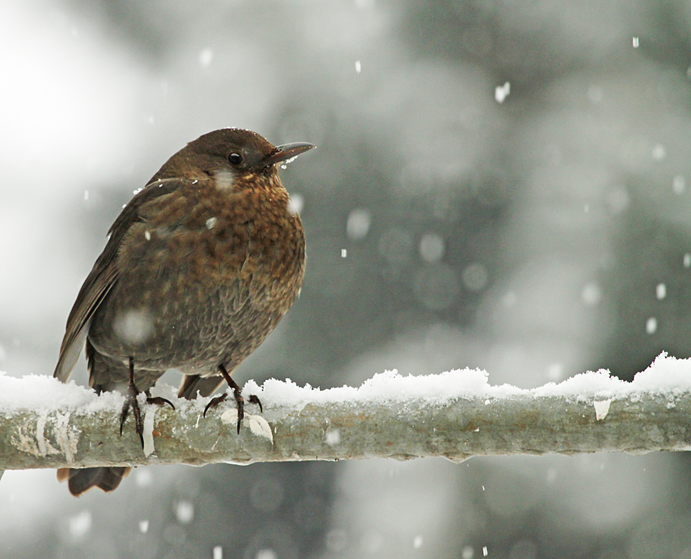 WINTER-ERINNERUNG