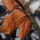 Winter erobert den Herbst