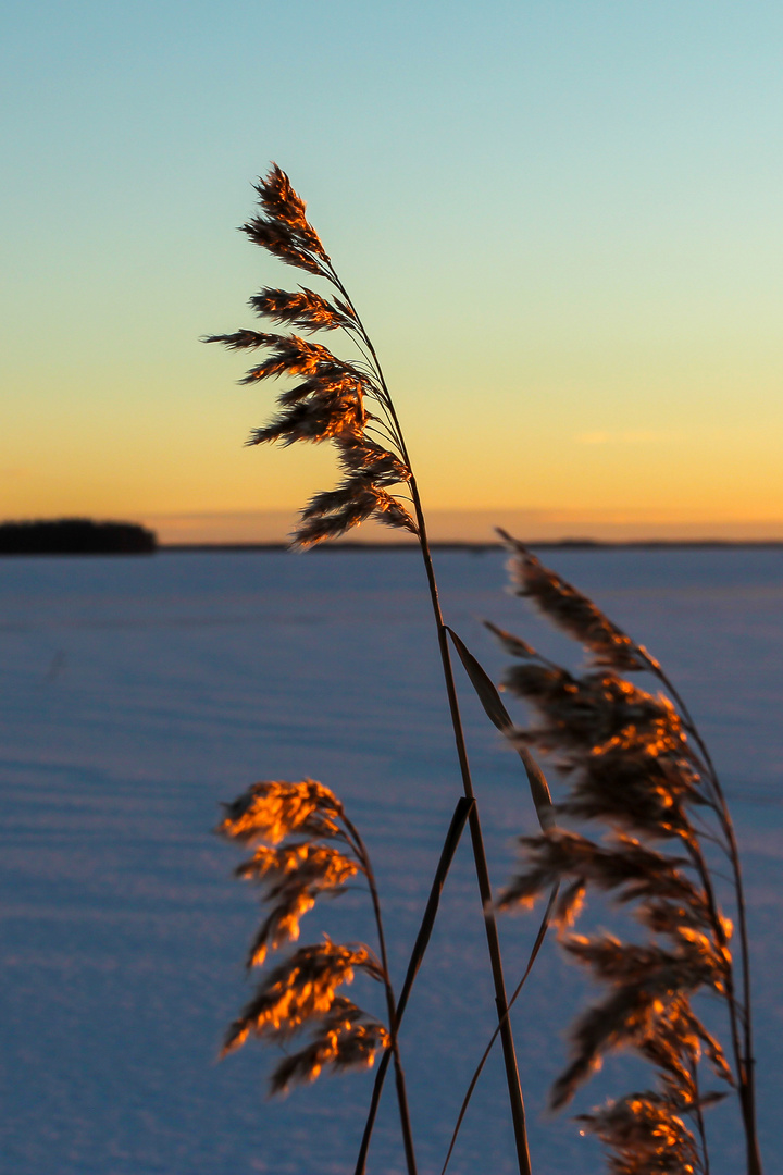 winter evening part II