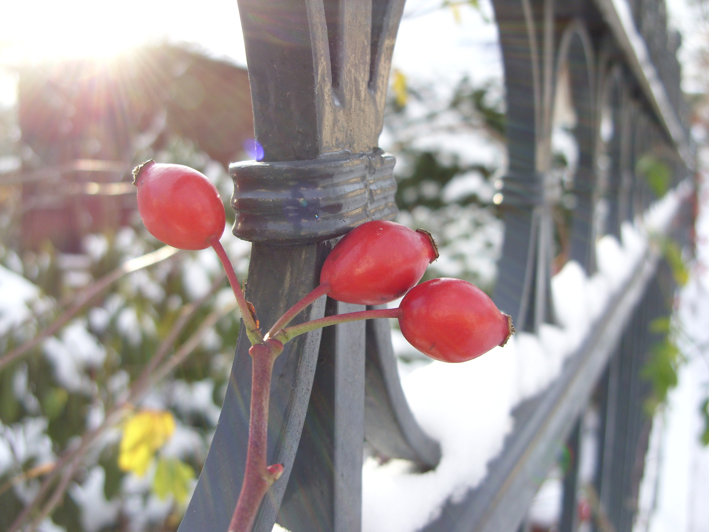 Winter - "Farbklecks im Schnee"