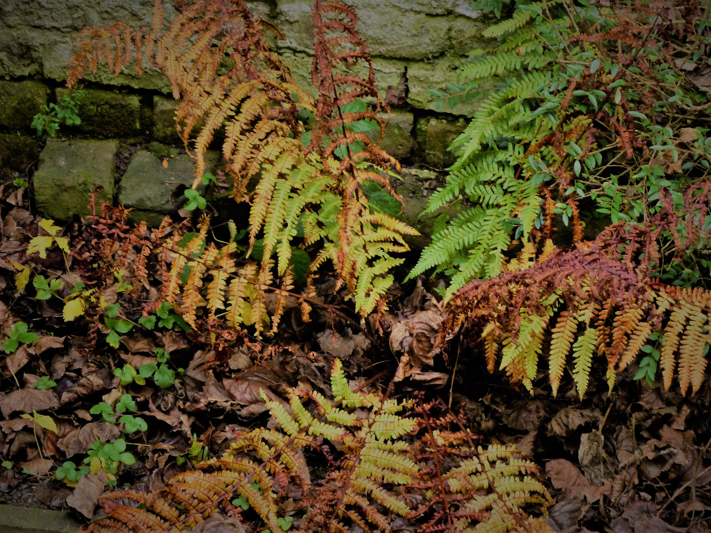 Winter Farn / Color - Impression / Mehrfarbiger Farn (Rotschleierfarn)