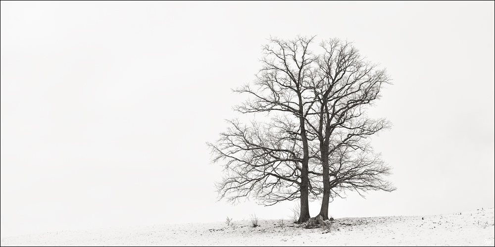 Winter FineArt #14