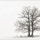 Winter FineArt #14