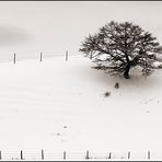 Winter FineArt #9