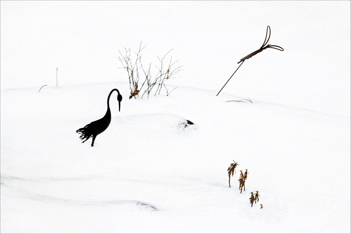 Winter Flamingo 1