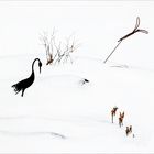 Winter Flamingo 1