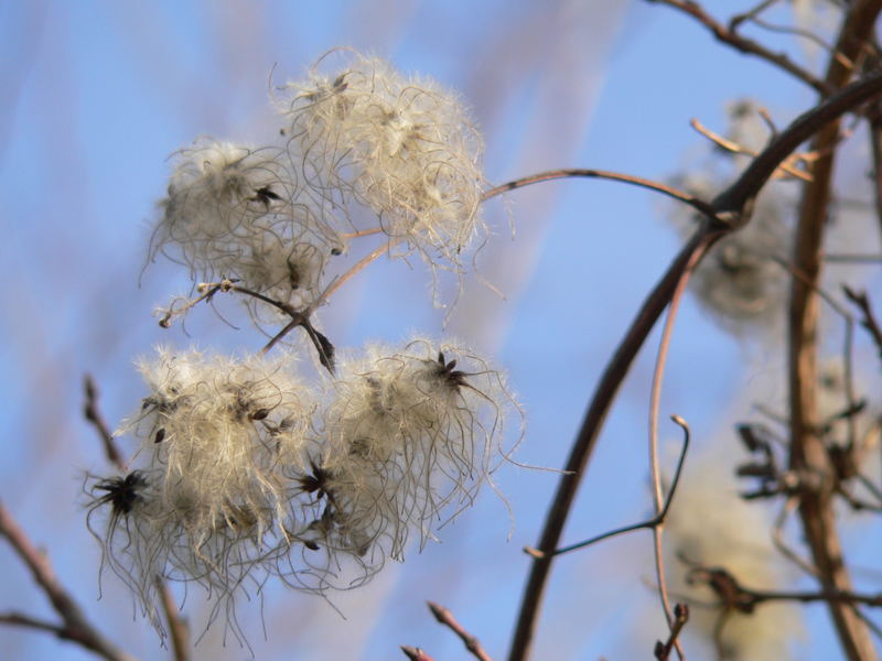 winter flora