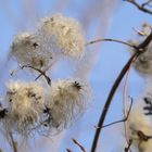 winter flora