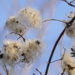 winter flora