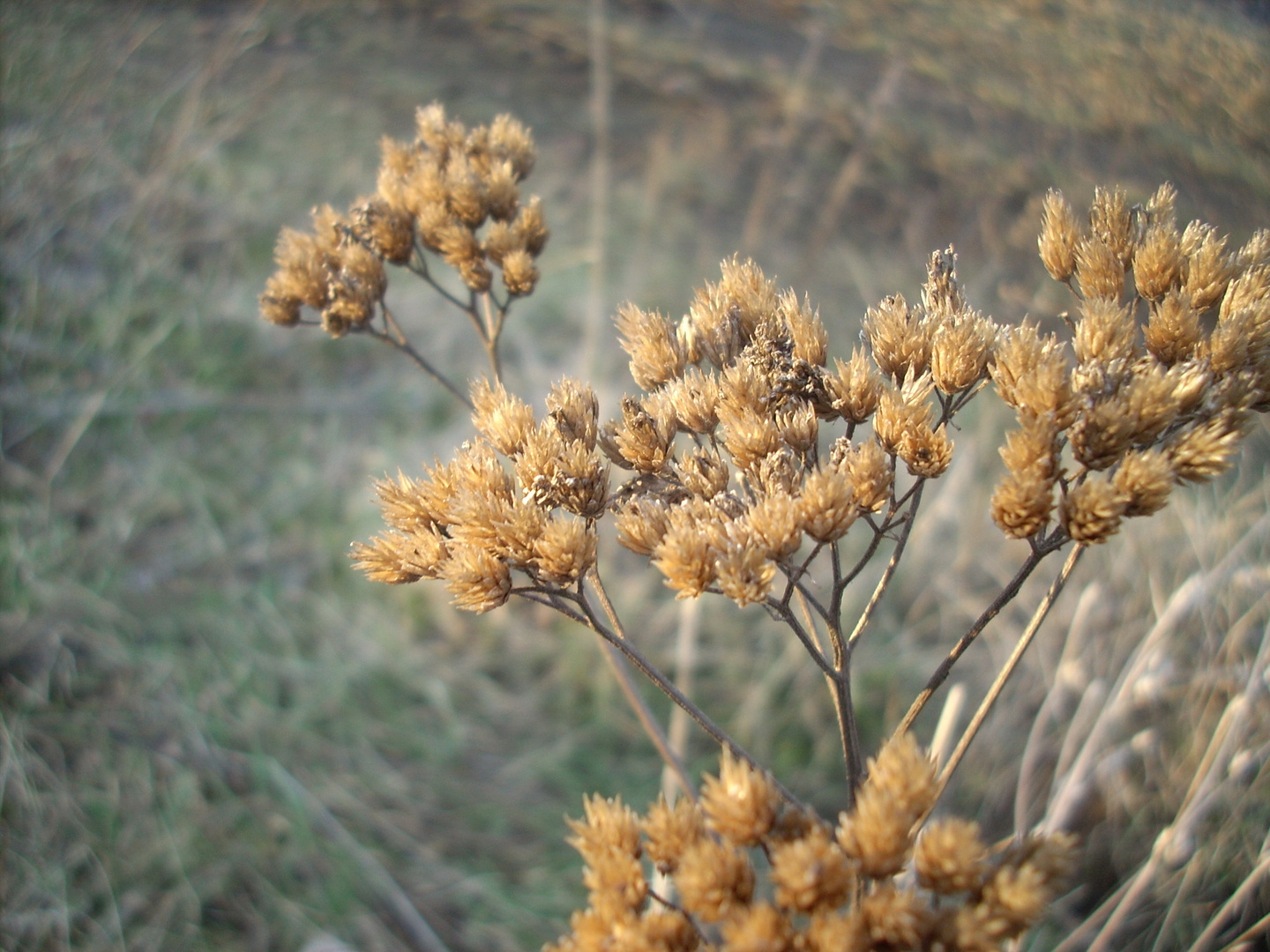 Winter flower