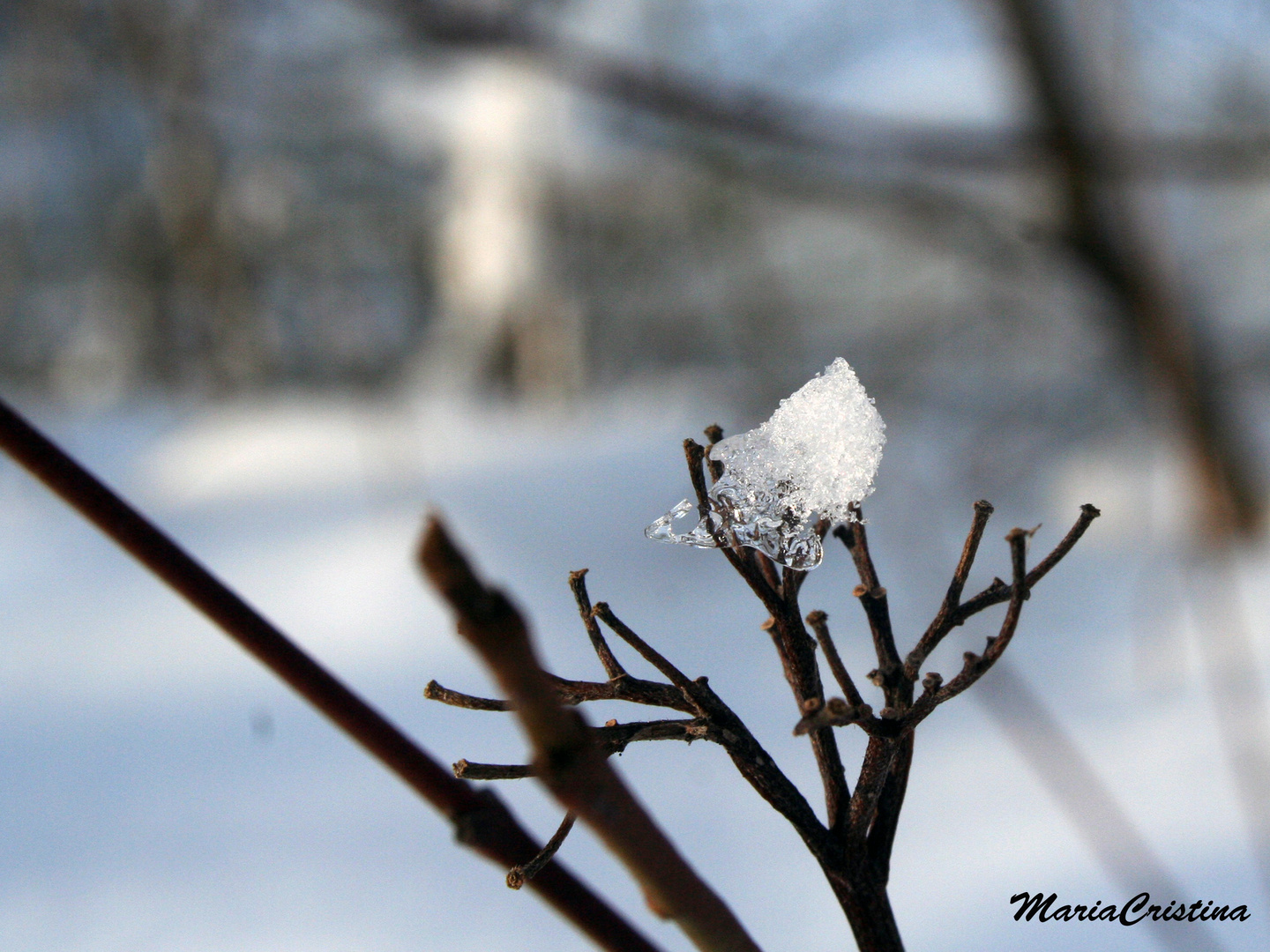 winter flower.