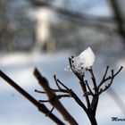 winter flower.