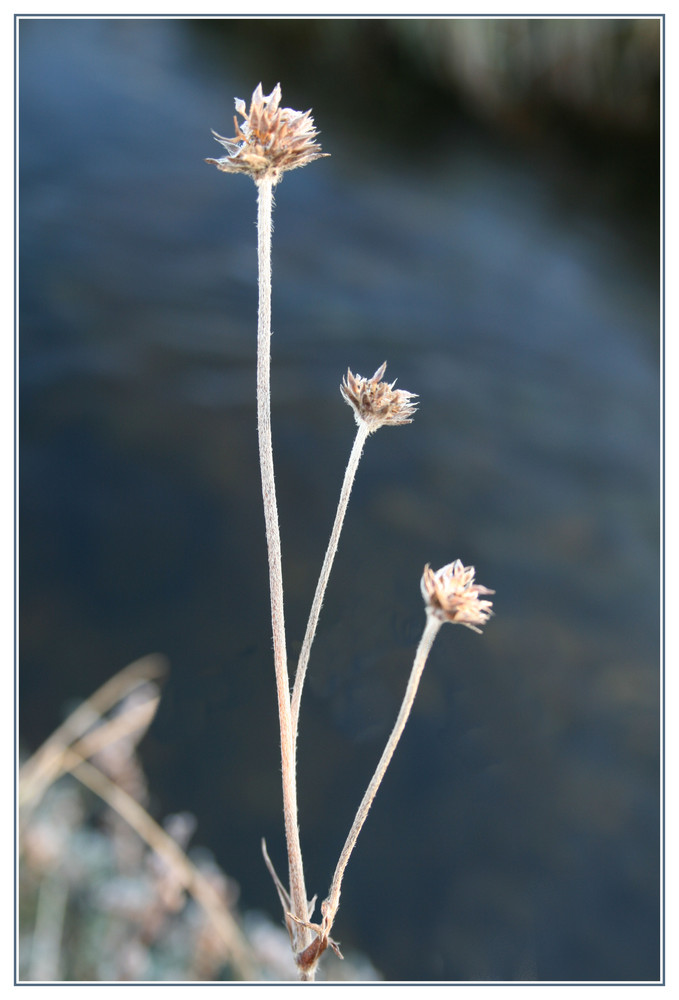 winter flowers