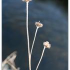 winter flowers