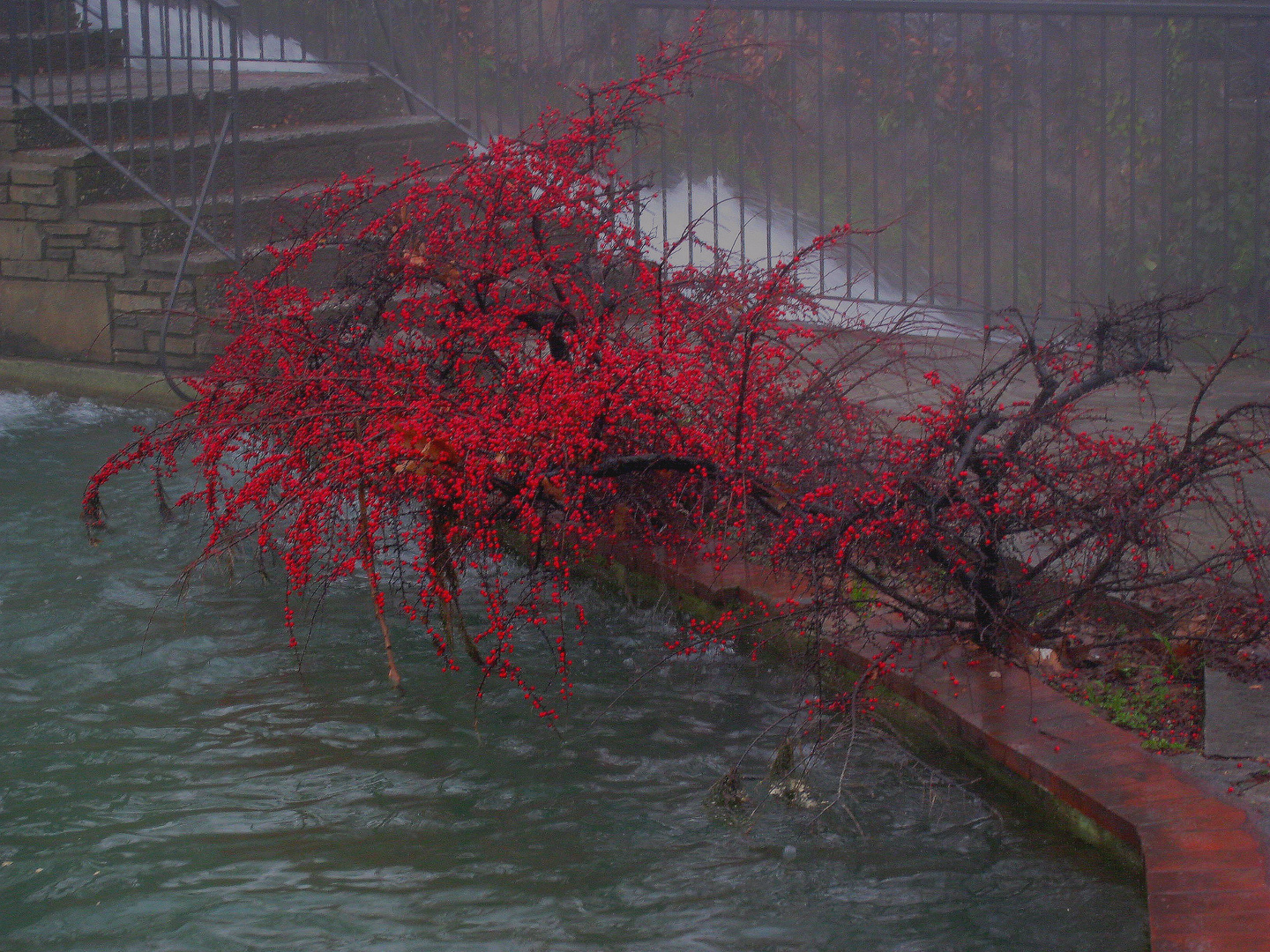 Winter Flowers