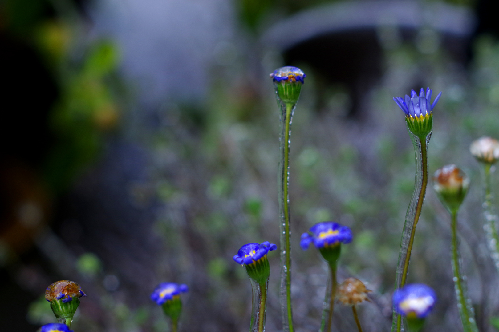 winter flowers