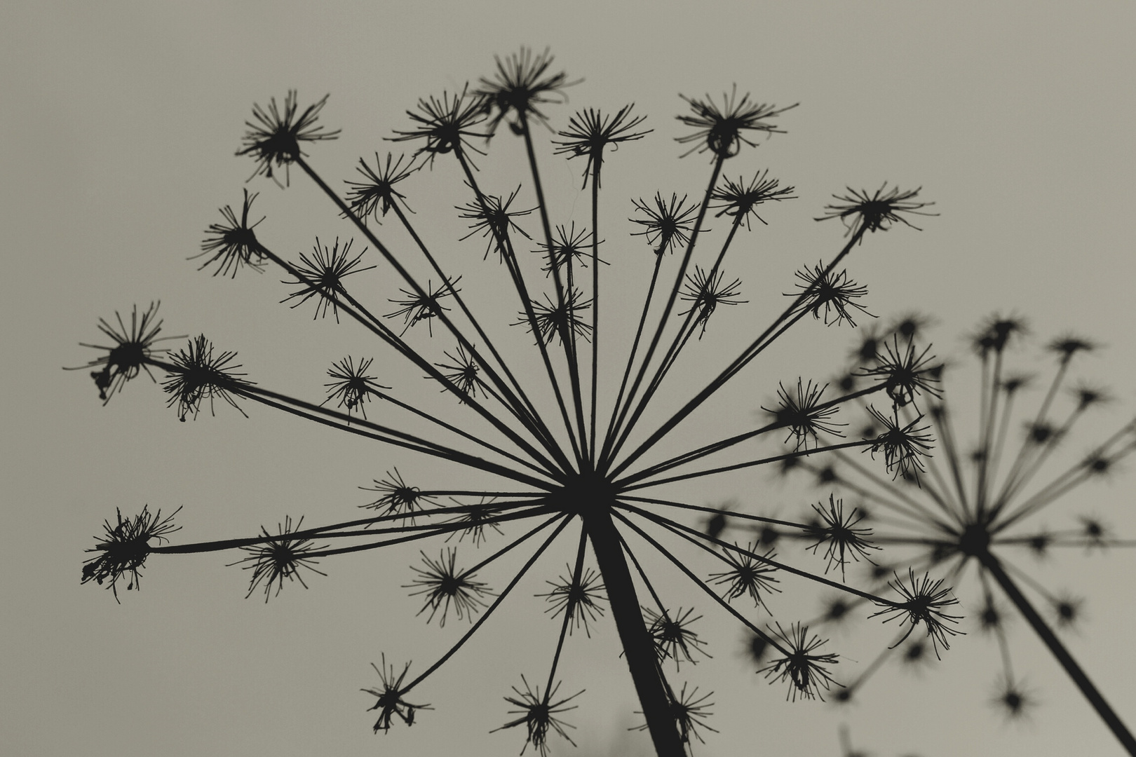 Winter Flowers