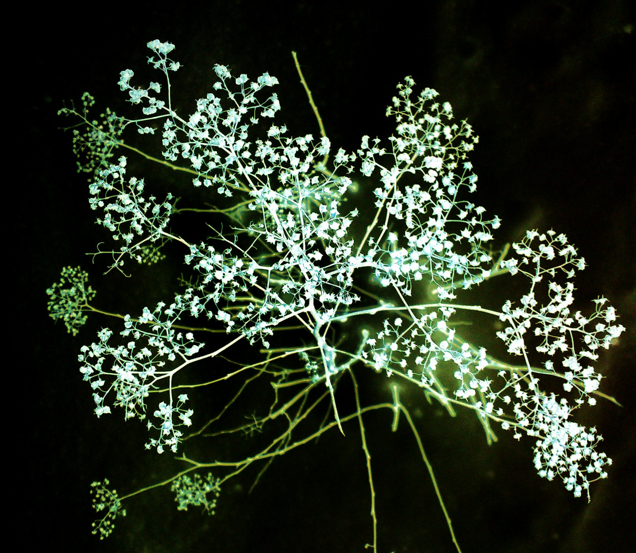 winter flowers