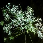 winter flowers