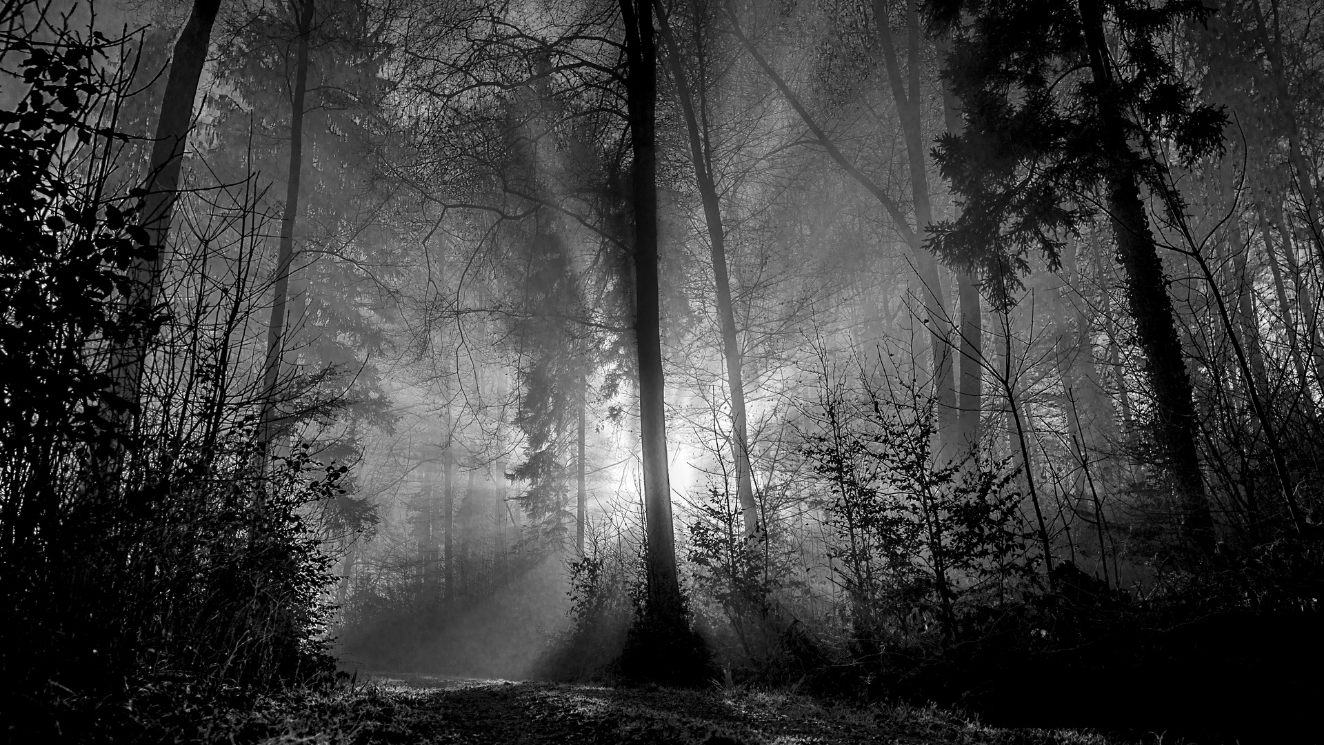 Winter fog in Forest - silence light