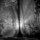 Winter fog in Forest - silence light