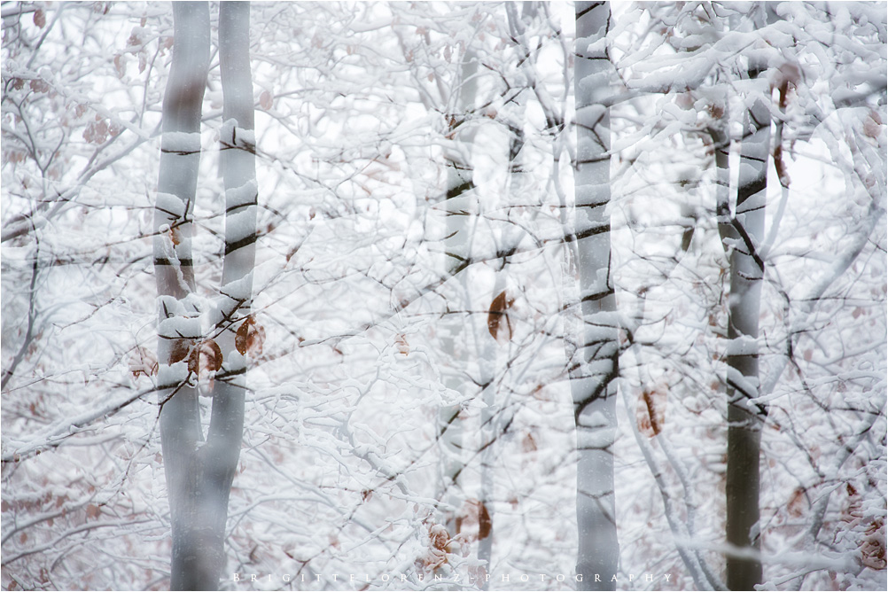 winter forest......