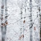 winter forest......