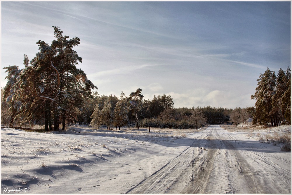 Winter forest....