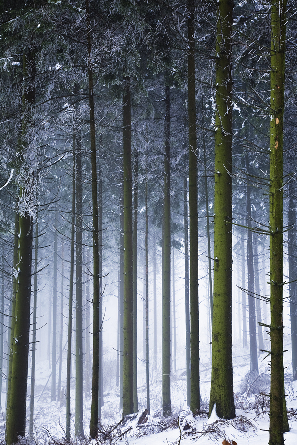 winter forest